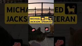 MICHAEL JACKSON & ED SHEERAN - Homeless cats in Ras Al Khaimah, UAE #cat #EdSheeran #MichaelJackson