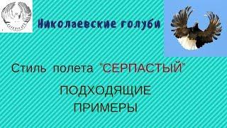 Никлоевские голуби пример СЕРПАСТЫЙ полёт