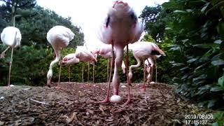 #1 - Pensthorpe flamingos - First ever flamingo egg