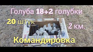 Голуби 20 штук поехали в командировку.20 pigeons went on a business trip