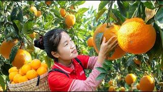 Harvesting Giant Fresh Oranges Go to the Market to Sell | Ella New Life