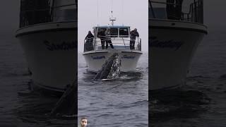 #humpbackwhale #fishing #ocean #whalewatching #whale #boat #fish #whalefish #waves #whaleshark