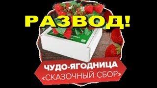 Клубничный ЛОХОТРОН! Супер способ развода людей, которые хотят вырастить клубнику. Belklubnika.by