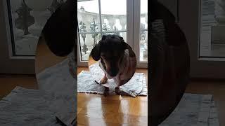 Привіт, ми з України #animal #funnyvideos #cutedog #милоевидео #адель #adele #трогательные #ukraine