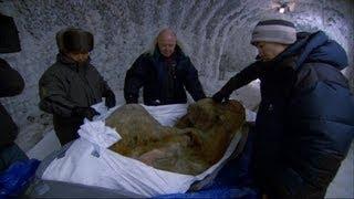 The Perfectly Preserved Frozen Yuka Mammoth Mummy - Woolly Mammoth: Secrets from the Ice - BBC