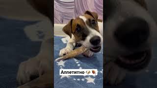 Богатырский аппетит #джекрасселтерьер #бакс #dog #dogshorts #собака  #собакадругчеловека