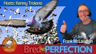 Ep207 - Breeding a Healthier Strain with Pigeon Breeder, Frank McLaughlin.