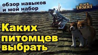 Каких питомцев выбирать? Обзор умений и особенностей петов в Black Desert (MMORPG - ИГРЫ)