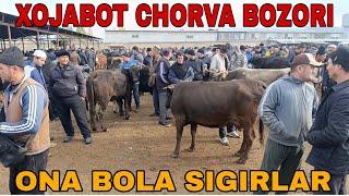 XOJABOT CHORVA MOL BOZORI ONA BOLA BOGOZ SIGIRLAR NARXLARI #baliqchi #asaka #shaxrixon ноября 2024 г