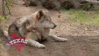 The Texas Bucket List - Saint Francis Wolf Sanctuary in Montgomery