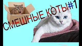 Самые Смешные Коты . Приколы 2020 . Приколы С Котами #1