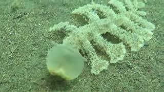 The bizarre sea slug, Melibe viridis, uses its head as a net to catch food.