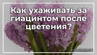 Как ухаживать за гиацинтом после цветения? | toNature.Info