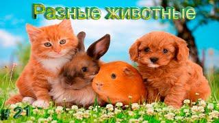 Подборка видео приколов выпуск 21.РАЗНЫЕ ЖИВОТНЫЕ. Compilation funny videos 21. DIFFERENT ANIMALS .