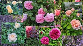 Top Roses Review In My Garden 2023 - David Austin and Kordes- Zone 6B