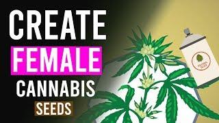 How Do You Create Feminized CANNABIS Seeds?