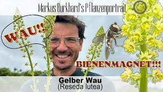 WAU!!! Was für ein BIENENMAGNET ️Gelber Wau - Reseda lutea