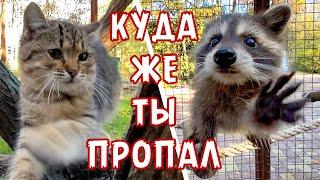 Шурик плачет! Пропажа друга - удар для енота! Тайган. Raccoon life in Taigan.