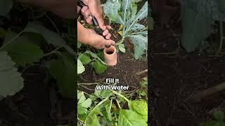 If your garden keeps drying out you’ve got to try an oya to keep it perfectly moist #garden #oya