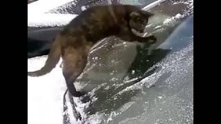 Кот и лобовое стекло автомобиля! 21721