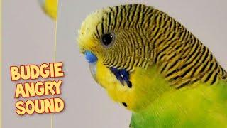 Budgie making a Angry Sound! Cute budgie