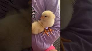 BABY CHICKS FOR KIDS Learn about BABY CHICKENS for children #shorts #kidsshorts #educationalshorts