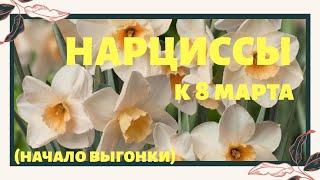 Нарциссы, выгонка к 8 марта