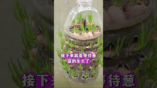 用饮料瓶在家种植小葱操作技巧 #农业种植 #小葱种植 #饮料瓶种大蒜 #种植小技巧 #关注我一起学种菜