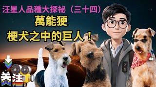 汪星人品種大探祕（三十四）"萬能㹴：梗犬之中的巨人！"