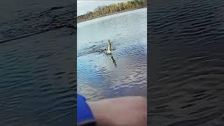 Обмельчала нонче рыба в Карелии  #fishing #рыбалка #shorts