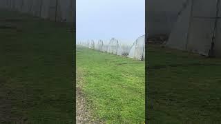 Parnikda ish #angilya #london #mavsumiyish #farming #vlog