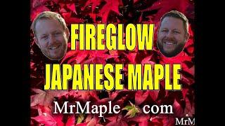 FIREGLOW JAPANESE MAPLE - JAPANESE MAPLES