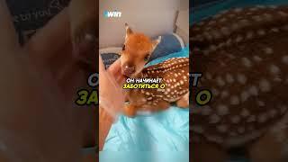 Мужчина спас оленёнка️ #животные #animals