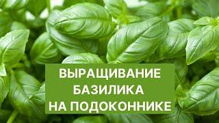  Базилик На Подоконнике КРУГЛЫЙ ГОД: выращивание из семян и черенков