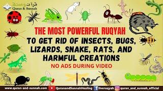 Very Strong Al Quran Ruqyah to Get Rid of Insects, Bugs, Lizards, Snake, Rats, and harmful creations