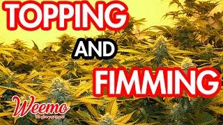 Training Techniques for Cannabis Growing: Topping and Fimming