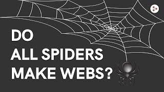 Do all Spiders make Webs? | Don't Memorise #Shorts