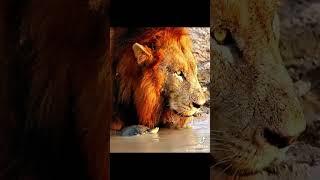 Lion Vs Turtle #wildlife #lion #turtle