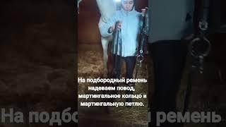 Уздечка  с мартингалом. Правильно снимаем с лошади и складываем.