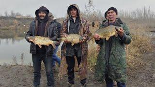 Катта балик ови мусобокаси