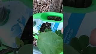 I recycled plastic bottle containers and create them into Garden Planters they worked out amazingly