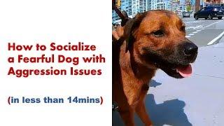 How to Socialize a Fearful Dog with Aggression Issues - Angel Gets Her Wings