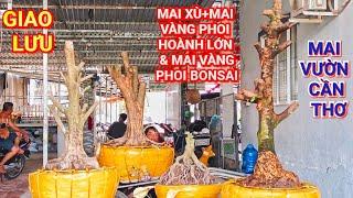 (@TÙNG #zalo_0386610143)#Mai xù+mai vàng phoi hoành lớn & mai vàng phoi Bonsai GL 10/3/2025