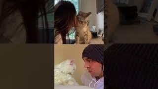 Kissing a fluffy kitty’s forehead just hits different Like therapy lol  #shorts #viral #short