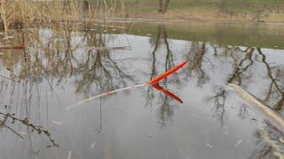 Carp with BUCKETS - LEAVE AND DRAG into the bushes !! Float fishing in spring 2022