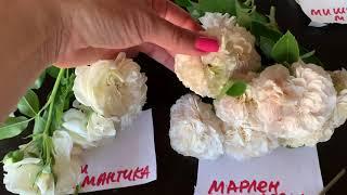 Обзор сортов роз в БЕЛОЙ гамме питомник роз  maryroses