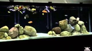 Steve Poland Cichlids 100 Subscribers' Contest