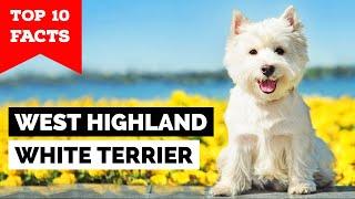 West Highland White Terrier - Top 10 Facts [Westie]