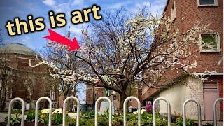 The Tree of 40 Fruit in bloom at Syracuse University