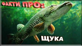 ЩУКА | ЦІКАВІ ФАКТИ ПРО: ЩУКУ. Де живе і як ловити щуку! #риболовля #fishing